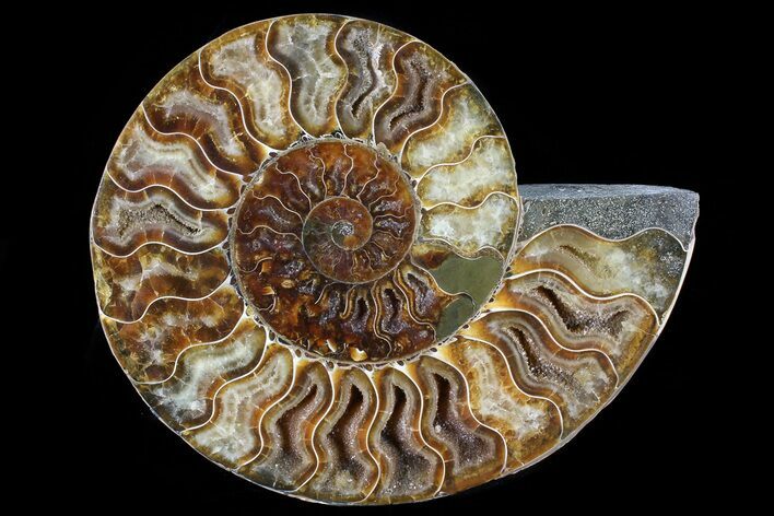 Agatized Ammonite Fossil (Half) - Madagascar #79727